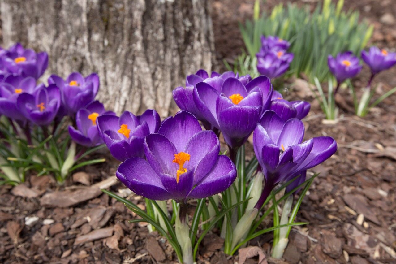 crocuses